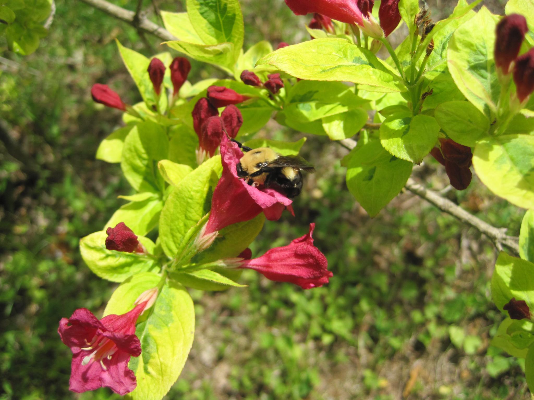 Weigela 